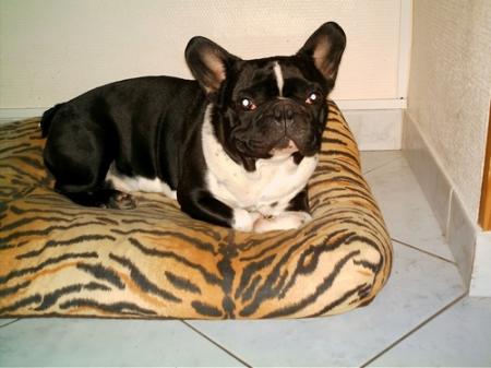 Le gentil bouldog